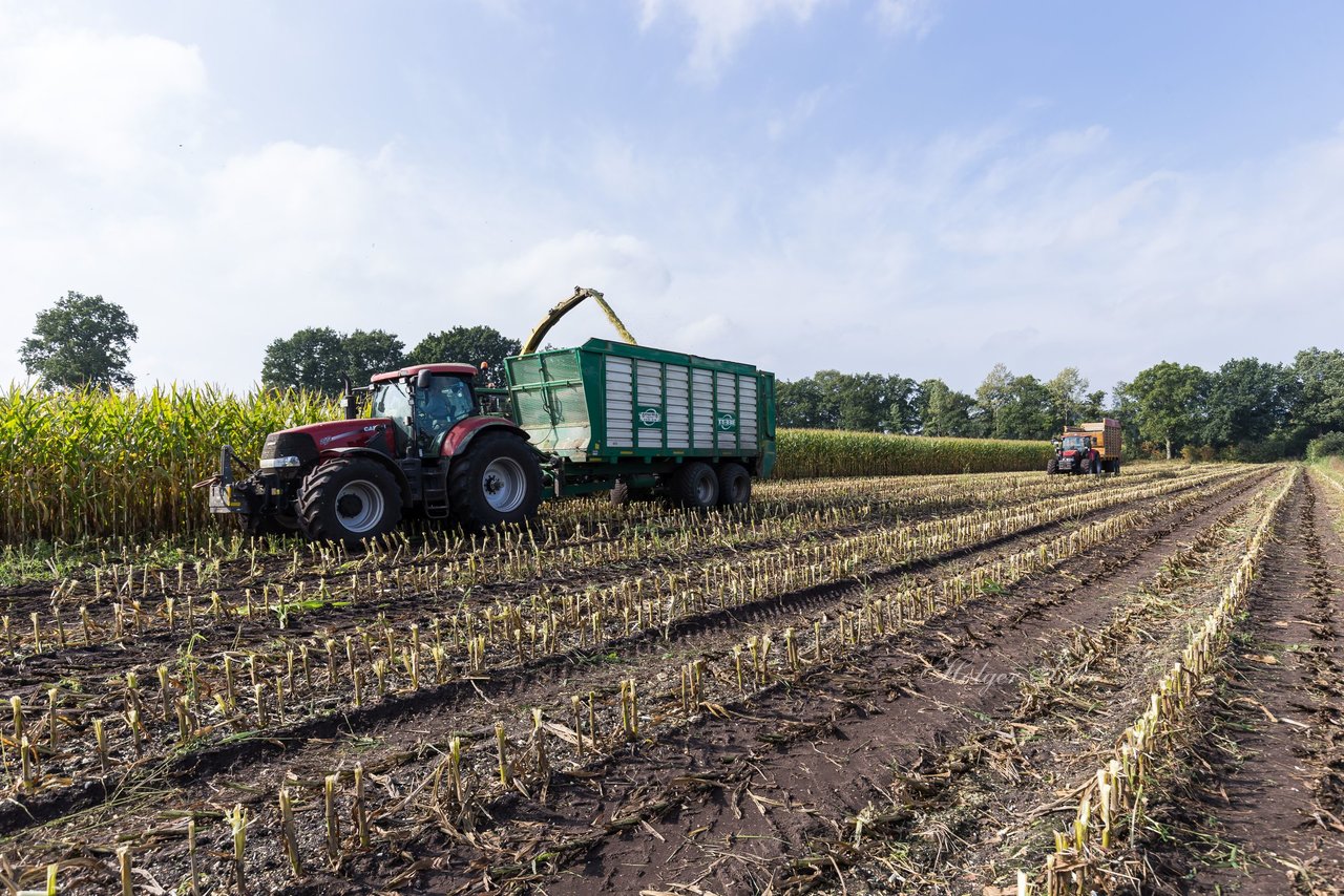 Bild 233 - Maisernte